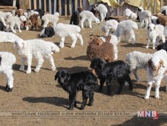 Орхон аймагт мал төллөлт 29.7 хувьтай байна 