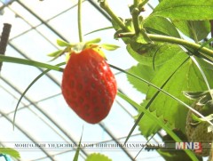 Дулаалгатай хүлэмжинд ямар ч төрлийн жимс жимсгэнэ тарьж ургуулах боломжтой