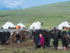 Баян-Өлгий аймагт «Мөнгөн сүрэг – мөнгөтэй малчин» хөтөлбөр хэрэгжинэ