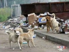 Гэр хорооллын айлуудын нохойг бүртгэлжүүлж байна