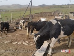 Шүлхий өвчнөөс урьдчилан сэргийлэх вакцинжуулалт 51.4 хувьтай байна