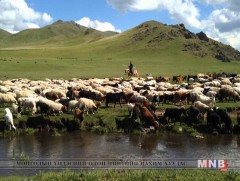 Өмнөговь аймгийн 5819 өрхөд 2,9 сая тоо толгой мал зусаж байна