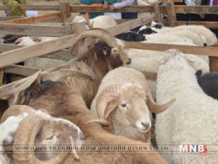 Амьд малын худалдааг зөвшөөрөгдсөн цэгээс хийхийг зөвлөж байна