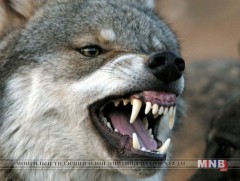 Малчны хот руу чоно дайрч, 13 настай хүүг ноцжээ