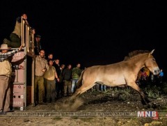Чехийн амьтны хүрээлэнгээс дөрвөн тахь авч ирж Говь-Алтайд нутагшууллаа