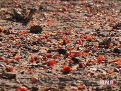 Иргэд өнгөт чулуу хууль бусаар олборлож, байгаль орчин сүйтгэжээ