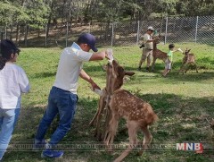Халиун бугын цус сэлбэх зорилгоор хийгдэж буй ажил хоёр дахь жилдээ үргэлжилж байна