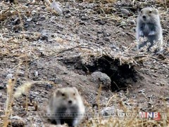 Говь-Алтайчууд үлийн цагаан оготонтой тэмцэх, устгах ажил эхлүүлжээ