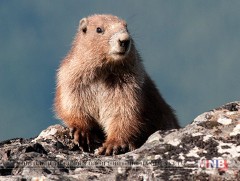 Тарваган тахлаас сэргийлье