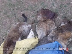 10 тарвага, 26 хавх, 5 буу хураав