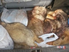 16 буу, 26 хавх, нэг автомашиныг хурааж зөрчлийн хэрэг үүсгэжээ