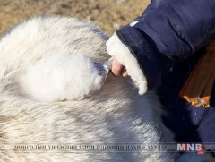 Малчид ноолуураа үндэсний үйлдвэрлэгчид нийлүүлэх хүсэлтэй байна