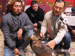 Монголын эрдэмтэд цармын бүргэдэд GPS дохио дамжуулагч суурилууллаа