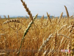 Архангайд тариа хураалт 30 орчим хувьтай байна 