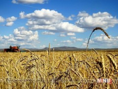 Үр тарианы ургац хураалт 22.1 хувьтай байна