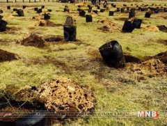 Тайшир сумын эмэгтэйчүүд 1000 мод тарьжээ 