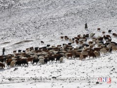 Ховд аймагт өвөлжилт хүндэрч болзошгүй байна