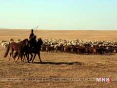 Дэлгэрхангай суманд 320 өрхийн 200 мянган мал өвөлжинө