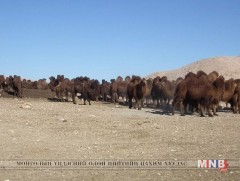 Дэлгэрхангай суманд 320 өрхийн 200 мянган мал өвөлжинө