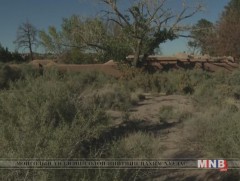 Сэтгүүлчийн цогцос Саудын Арабын Консулын газрын хашаан дахь цэцэрлэгт хүрээлэнгээс олдсон гэв 