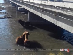 Адуугаа усанд сойх нэрээр гүүрийн хашлага, гэрэлтүүлэг эвдэх, хогоо ил задгай хаях зөрчил гарч бай..