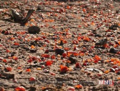 Эвдэрсэн газрыг нөхөн сэргээлээ 