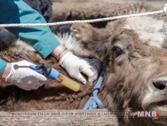 Малын гоц халдварт шүлхий өвчний вакцинжуулалтын судалгаа үргэлжилж байна