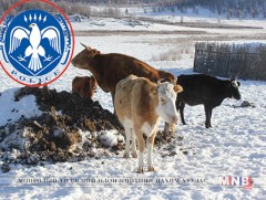 Малын хулгайн гэмт хэрэг үйлдсэн бүлэг этгээдүүдийг илрүүлэн шалгаж байна