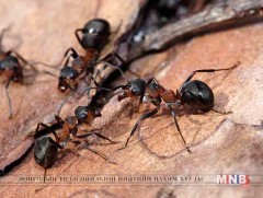 Морин шоргоолжнууд 65 мянган юань 