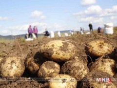 Буудай, төмсний хэрэгцээг дотоодоос бүрэн хангана