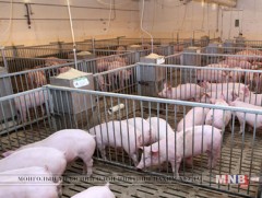 Шүлхий өвчин гахайн аж ахуйд бүртгэгджээ