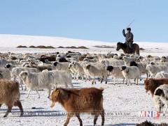 Орхон аймагт энэ өвөл 130.5 мянган толгой мал өвөлжинө