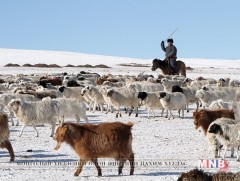 Мал аж ахуйн салбарын өвөлжилт, хаваржилтын бэлтгэл 89.1 хувьтай байна