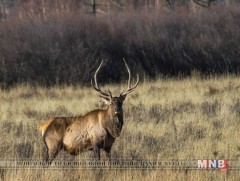 Говь-Алтай аймгийн Халиун суманд буга галзуурчээ