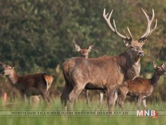 Зэрлэг амьтны цус ууснаар халдвар авах, өвдөх эрсдэлтэй