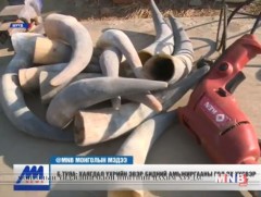 Б.Туяа: Хаягдал үхрийн эвэр бидний амжиргааны гол эх үүсвэр