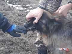 Улсын онц чухал объект хамгаалдаг нохдыг үзлэгт хамрууллаа