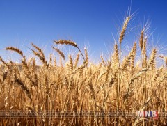 Энэ жил 444.7 мянган тонн үр тариа хураан авлаа