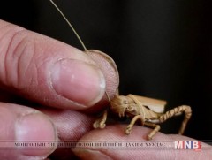 Өвсөөр бүтээл урлагч