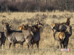 Ирэх онд тусгай зориулалтаар 79 угалз агнана