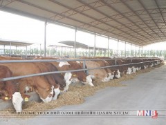 Эрчимжсэн мал аж ахуйн хөгжлийг дэмжих үндэсний хөтөлбөрийг хэлэлцэж байна