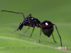 “Сүүн тэжээлт” аалз илрүүлжээ