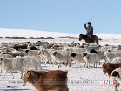 Дундговь аймагт энэ жил 4 сая гаруй толгой мал өвөлжинө