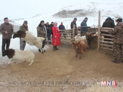 Мал, тэжээвэр амьтан, хашаа худгийн тооллого хийгдэж байна