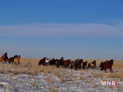 Говь-Угтаал суманд 180 гаруй мянган толгой мал өвөлжинө