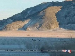 Мод үржүүлгийн талбайд дөрвөн буга өвөлжиж байна