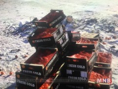 500 кг бэрсүүт жүржийг устгаж сэрэмжлүүлэг өглөө