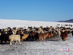 Төв аймагт малын тоо толгой 100 мянган толгойгоор буурчээ