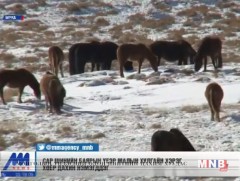 Сар шинийн баярын үеэр малын хулгайн хэрэг хоёр дахин нэмэгддэг