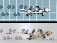 Гүрвэлийн чулуужсан ясыг ашиглан гүйдэг робот бүтээв